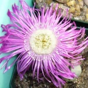 Argyroderma pearsonii Seeds - Indigenous Succulent Mesemb - Insured Global Shipping