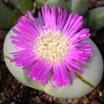Argyroderma pearsonii Seeds - Indigenous Succulent Mesemb - Insured Global Shipping