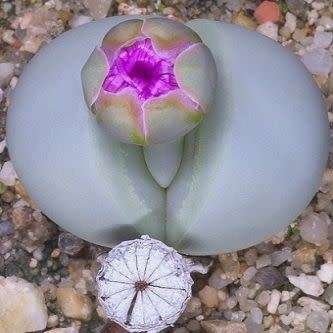 Argyroderma pearsonii Seeds - Indigenous Succulent Mesemb - Insured Global Shipping