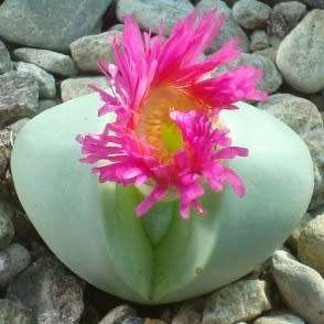 Argyroderma pearsonii Seeds - Indigenous Succulent Mesemb - Insured Global Shipping