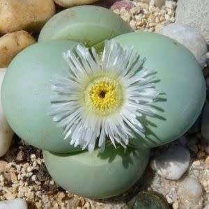 Argyroderma pearsonii forma luckhoffii Seeds - Indigenous Succulent Mesemb - NEW