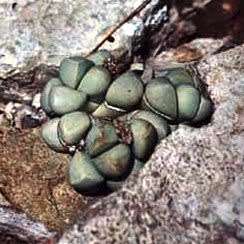 Argyroderma pearsonii forma luckhoffii Seeds - Indigenous Succulent Mesemb - NEW