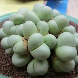 Argyroderma pearsonii forma luckhoffii Seeds - Indigenous Succulent Mesemb - NEW