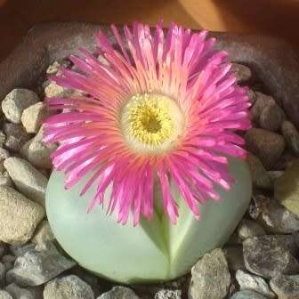 Argyroderma pearsonii forma pearsonii - 10 Seed Pack - Indigenous Succulent Mesemb - NEW