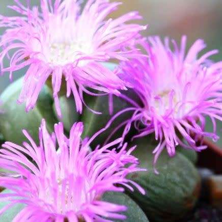 Argyroderma ringens Seeds - Indigenous Succulent Mesemb - Verfied Seller Global Shipping - NEW