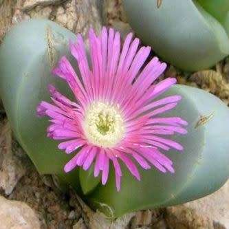 Argyroderma ringens Seeds - Indigenous Succulent Mesemb - Verfied Seller Global Shipping - NEW