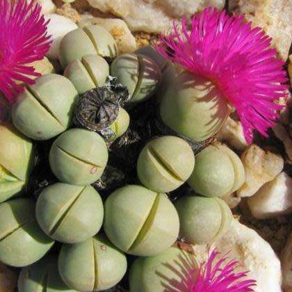 Argyroderma subalbum Seeds - Indigenous Succulent Mesemb - Verfied Seller Global Shipping - NEW