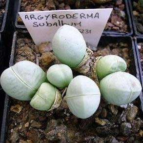 Argyroderma subalbum Seeds - Indigenous Succulent Mesemb - Verfied Seller Global Shipping - NEW