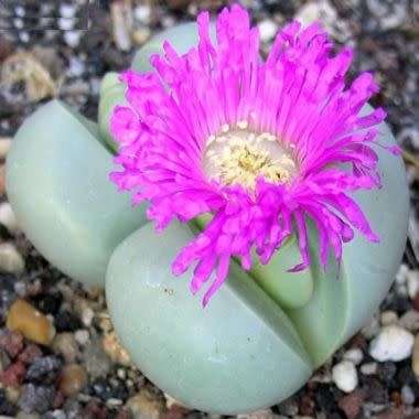 Argyroderma subalbum Seeds - Indigenous Succulent Mesemb - Verfied Seller Global Shipping - NEW