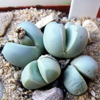 Argyroderma subalbum Seeds - Indigenous Succulent Mesemb - Verfied Seller Global Shipping - NEW