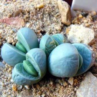 Argyroderma subalbum Seeds - Indigenous Succulent Mesemb - Verfied Seller Global Shipping - NEW