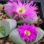 Argyroderma testiculare Seeds - Indigenous Succulent Mesemb - Global Shipping - NEW