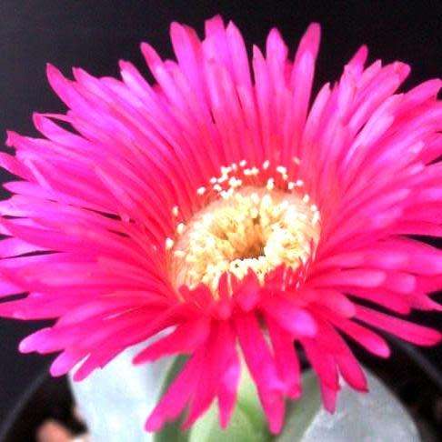 Argyroderma testiculare Seeds - Indigenous Succulent Mesemb - Global Shipping - NEW