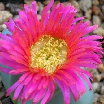 Argyroderma testiculare Seeds - Indigenous Succulent Mesemb - Global Shipping - NEW