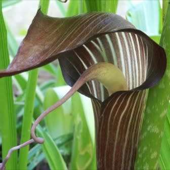 Arisaema triphyllum Seed - Exotic Perennial Bulb -Combined Shipping- New