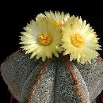 Astrophytum myriostigma Seeds - Verified Seller - Exotic Succulent Cactus - NEW
