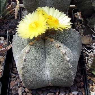 Astrophytum myriostigma Seeds - Verified Seller - Exotic Succulent Cactus - NEW