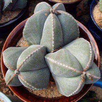 Astrophytum myriostigma Seeds - Verified Seller - Exotic Succulent Cactus - NEW