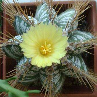 Astrophytum ornatum - 5 Seed Pack - Verified Seller - Exotic Succulent Cactus