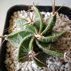 Astrophytum ornatum - 5 Seed Pack - Verified Seller - Exotic Succulent Cactus
