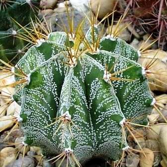 Astrophytum ornatum - 5 Seed Pack - Verified Seller - Exotic Succulent Cactus
