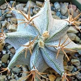 Astrophytum ornatum - 5 Seed Pack - Verified Seller - Exotic Succulent Cactus