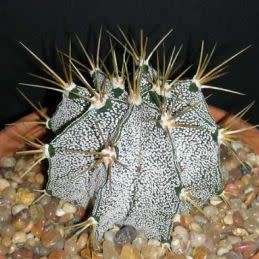 Astrophytum ornatum - 5 Seed Pack - Verified Seller - Exotic Succulent Cactus