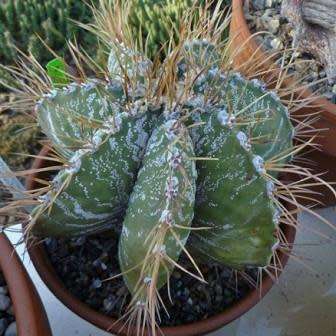 Astrophytum ornatum - 5 Seed Pack - Verified Seller - Exotic Succulent Cactus