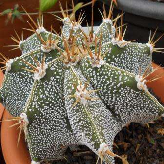 Astrophytum ornatum - 5 Seed Pack - Verified Seller - Exotic Succulent Cactus