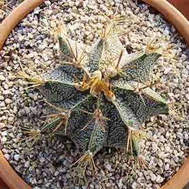 Astrophytum ornatum - 5 Seed Pack - Verified Seller - Exotic Succulent Cactus