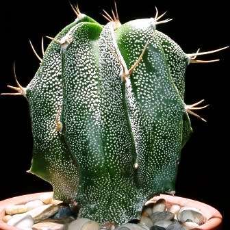 Astrophytum ornatum - 5 Seed Pack - Verified Seller - Exotic Succulent Cactus