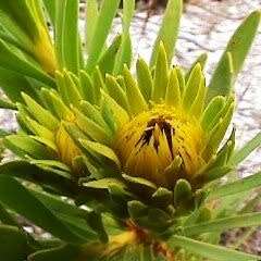 Aulax umbellata Seeds - Indigenous Endemic Cut Flower Fynbos Protea Shrub, New