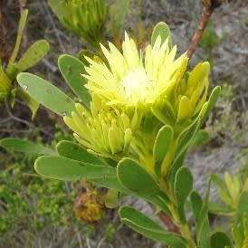 Aulax umbellata Seeds - Indigenous Endemic Cut Flower Fynbos Protea Shrub, New