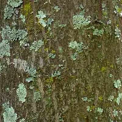 5 Berchemia discolor - Brown Ivory Seeds, Indigenous Evergreen Edible Fruit Tree Medicinal NEW