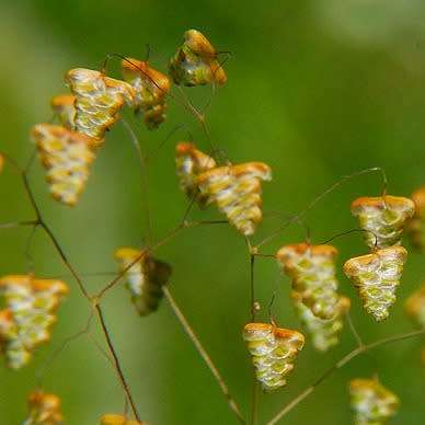 Little Quaking Rattlesnake Grass - Briza minor - 20 Seed Pack - Ornamental Grass - New