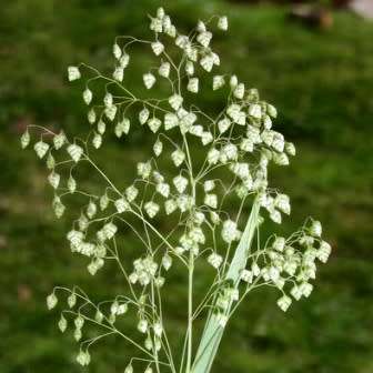 Little Quaking Rattlesnake Grass - Briza minor - 20 Seed Pack - Ornamental Grass - New