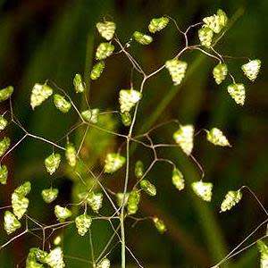 Little Quaking Rattlesnake Grass - Briza minor - 20 Seed Pack - Ornamental Grass - New