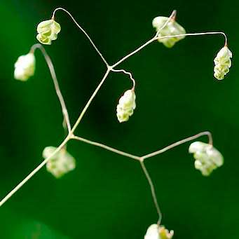 Little Quaking Rattlesnake Grass - Briza minor - 20 Seed Pack - Ornamental Grass - New