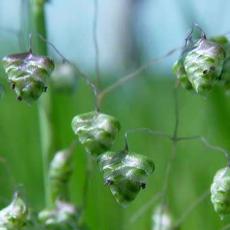 Little Quaking Rattlesnake Grass - Briza minor - 20 Seed Pack - Ornamental Grass - New