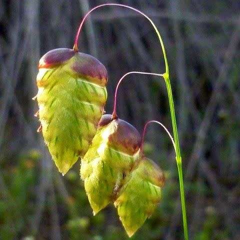 Little Quaking Rattlesnake Grass - Briza minor - 20 Seed Pack - Ornamental Grass - New