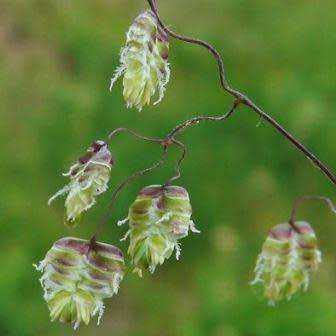 Little Quaking Rattlesnake Grass - Briza minor - 20 Seed Pack - Ornamental Grass - New