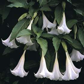 Brugmansia suaveolens Seeds - Fragrant Angel`s Trumpet Scented Evergreen Shrub or Small Tree