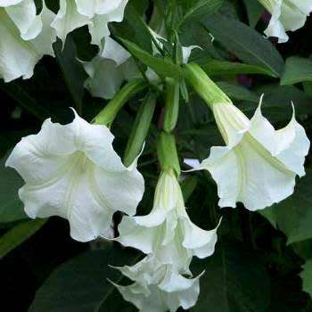 Brugmansia suaveolens Seeds - Fragrant Angel`s Trumpet Scented Evergreen Shrub or Small Tree