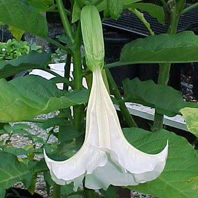 Brugmansia suaveolens Seeds - Fragrant Angel`s Trumpet Scented Evergreen Shrub or Small Tree