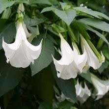 Brugmansia suaveolens Seeds - Fragrant Angel`s Trumpet Scented Evergreen Shrub or Small Tree