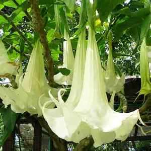 Brugmansia suaveolens Seeds - Fragrant Angel`s Trumpet Scented Evergreen Shrub or Small Tree