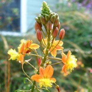 Bulbine frutescens Orange Seeds - Indigenous Succulent - Worldwide Shipping, NEW