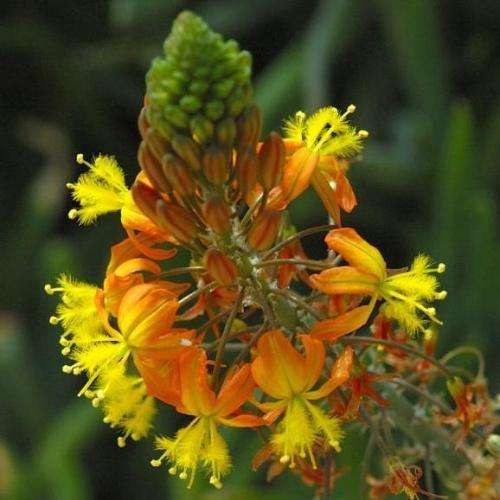 Bulbine frutescens Orange Seeds - Indigenous Succulent - Worldwide Shipping, NEW