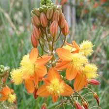 Bulbine frutescens Orange Seeds - Indigenous Succulent - Worldwide Shipping, NEW