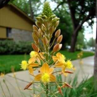 Bulbine frutescens Orange Seeds - Indigenous Succulent - Worldwide Shipping, NEW